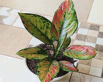 Aglaonema Heng Heng Perfect Condition, Unique Leaves of Aglaonema Live Plants