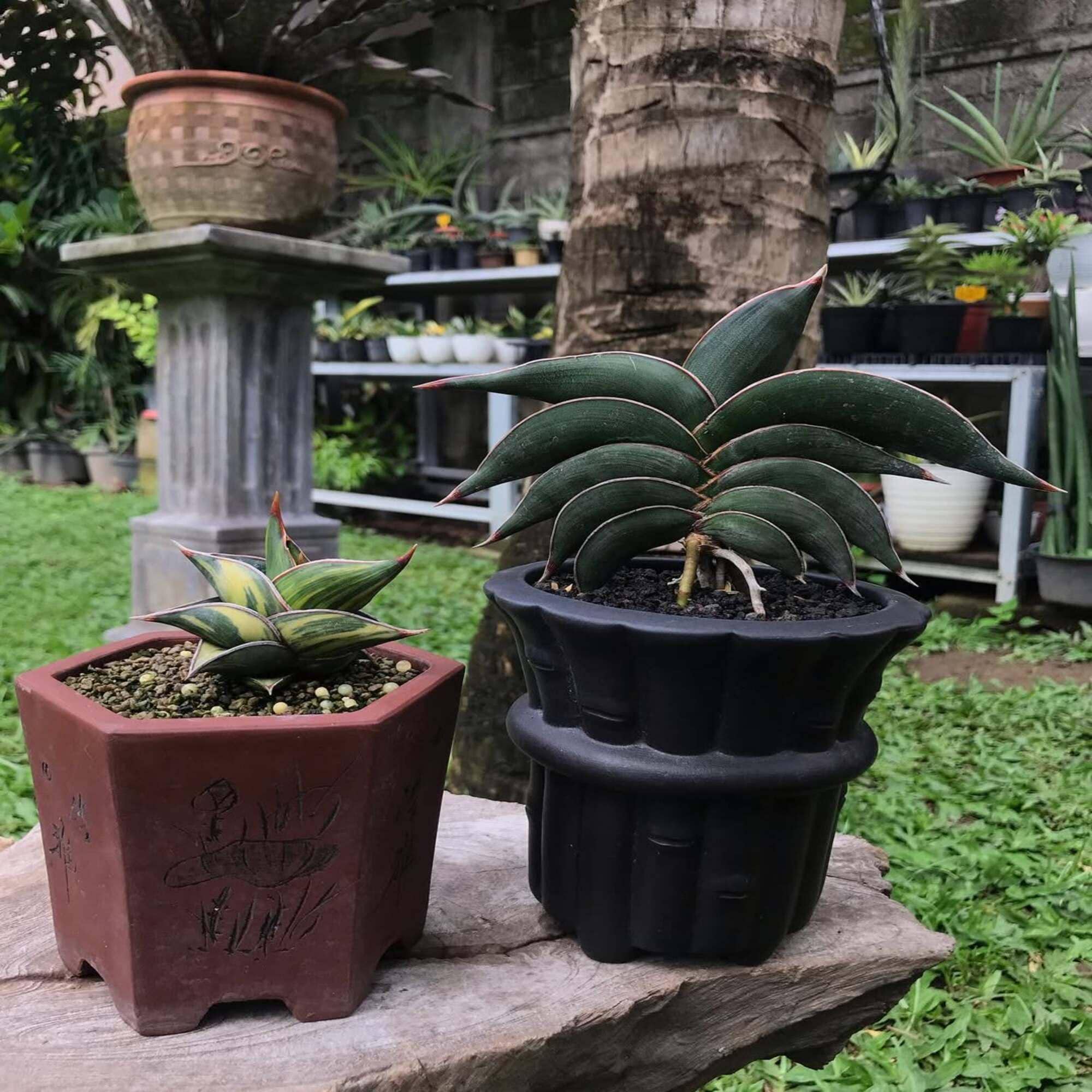 Sansevieria Rorida Unique Live Plant - Etsy