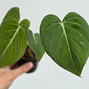 Philodendron Glorious Perfect Condition, Philodendron, feuilles vertes, plantes vivantes