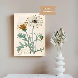 Vintage Daisy April Birthflower Printable Wall Art Beautiful Antique Flower Illustration Birthday Gift Nature Inspired