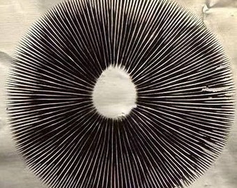 Mushroom Spore Print (Microscopy Use)