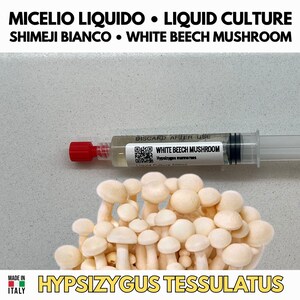 Peut inclure: Une seringue avec un bouchon rouge et un liquide clair étiqueté "WHITE BEECH MUSHROOM" est placée au-dessus d'un groupe de champignons hêtre blancs. Le texte "HYPSIZYGUS TESSULATUS" est en bas. L'image comprend également le texte "MICELIO LIQUIDO • LIQUID CULTURE".
