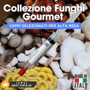Puede incluir: Imagen de una jeringa que contiene cultivo líquido, con el texto "Premium Liquid Culture" y "100% Natural Mycelium". La jeringa se coloca sobre una variedad de setas, incluyendo variedades amarillas, blancas y marrones. El texto en la parte superior dice "Collezione Funghi Gourmet".