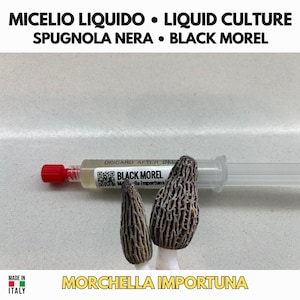 Peut inclure: Une seringue en plastique transparent remplie de culture liquide, étiquetée Black Morel et Morchella importuna, placée derrière deux morilles noires coniques et texturées. Le texte indique MICELIO LIQUIDO, LIQUID CULTURE, SPUGNOLA NERA, BLACK MOREL.