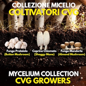 Può includere: Un kit per la coltivazione di funghi con prataioli, coprini chiomati e funghi mandorla che crescono nel terriccio scuro. L'immagine include il testo COLLEZIONE MICELIO COLTIVATORI CVG e MYCELIUM COLLECTION CVG GROWERS.