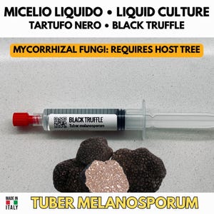 Peut inclure: Une seringue en plastique transparent avec un embout rouge contenant une culture liquide, étiquetée Black Truffle Tuber melanosporum. Sous la seringue se trouvent plusieurs truffes noires texturées, dont une coupée révélant un intérieur marbré.