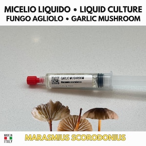 Peut inclure: Une seringue de 10ml contenant une culture liquide de champignon à l'ail, étiquetée Marasmius scorodonius avec un QR code. Sous la seringue, trois champignons bruns avec lamelles et tiges visibles. Texte : MICELIO LIQUIDO, LIQUID CULTURE, FUNGO AGLIOLO, GARLIC MUSHROOM, MADE IN ITALY, MARASMIUS SCORODONIUS.