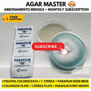 Könnte beinhalten: Agar Master Monatsabonnement-Set mit drei Streifen Parafilm M Laborfolie und zwei durchsichtigen Petrischalen. Eine Schale enthält ein blaues Agarmedium mit weißem Myzelwachstum, die andere Schale enthält ein klares Agarmedium.