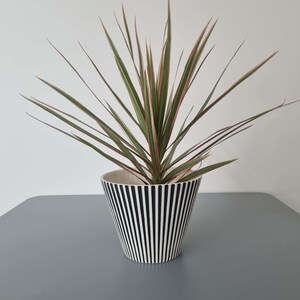May include: A Dracaena marginata plant with long, thin, pointed leaves featuring green centres and pinkish-red edges. The plant is housed in a conical ceramic pot decorated with a repeating pattern of vertical black and white stripes.