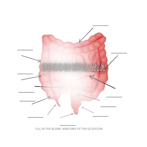 以下が含まれることがあります： 人間の消化器系の図で、大腸、盲腸、上行結腸、横行結腸、下行結腸、S状結腸、直腸を示しています。  空欄を埋めてください：消化器系の解剖学