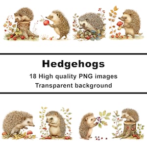 Clipart de ouriço, clipart de ouriço fofo, 18 arquivos PNG, fundo transparente, uso comercial