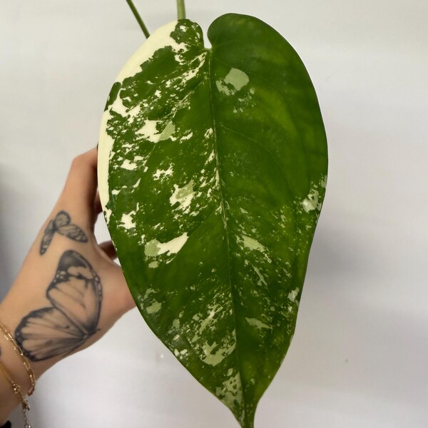 Syngonium Chiapense Var.