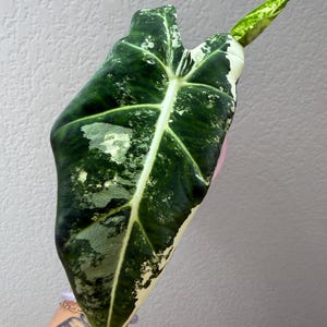 May include: Close-up of a large, variegated Alocasia leaf. The leaf is primarily dark green with white and light green patches. The central vein and secondary veins are a lighter green. The leaf's edges are also edged in white.