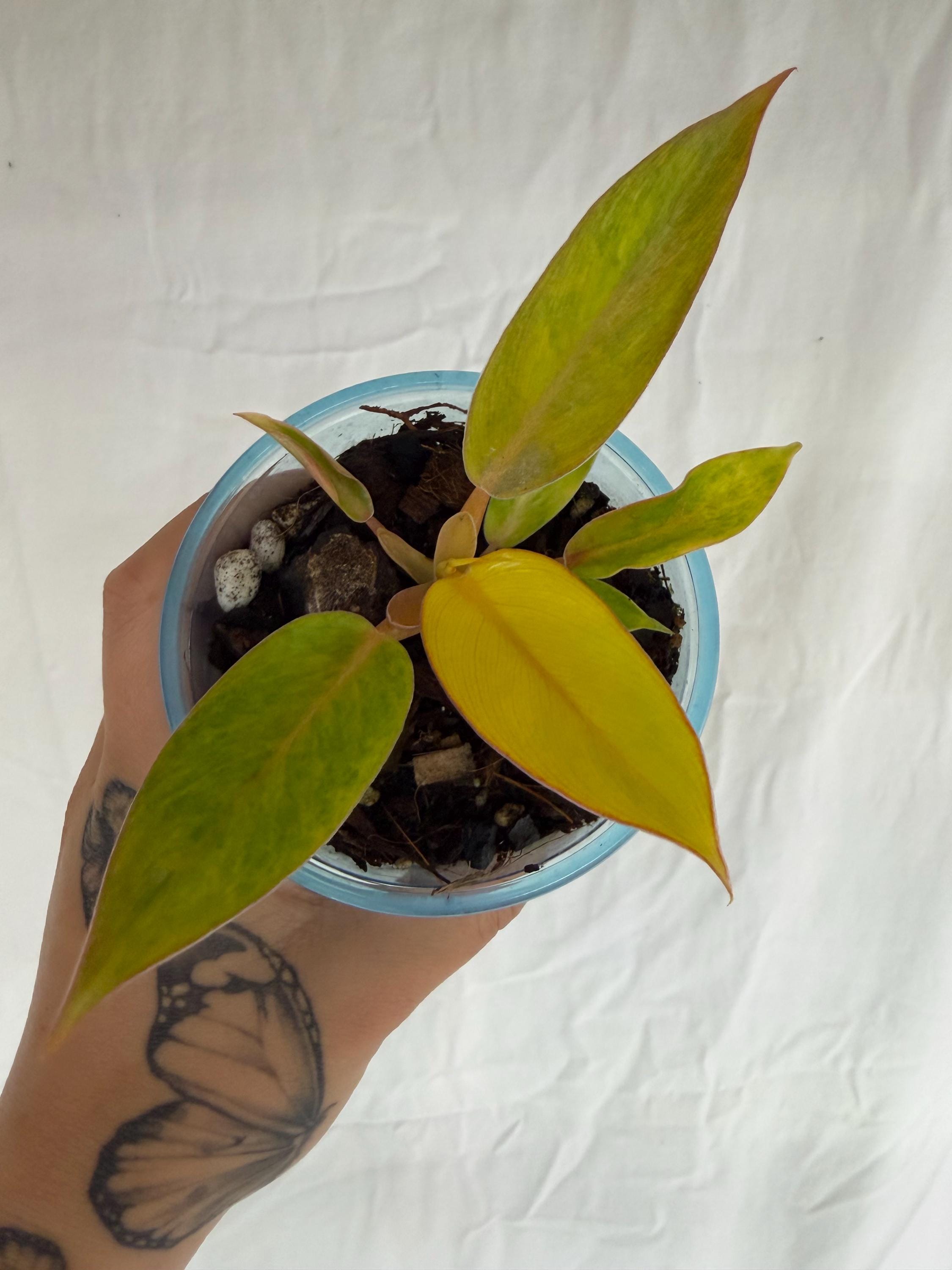 plants tattoo Plant Temporary Tattoos – katebroughton main image 0