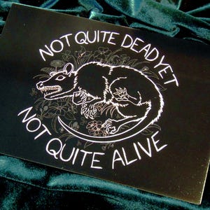 May include: Black and white illustration of a possum with the text "Not Quite Dead Yet Not Quite Alive" on a black background.