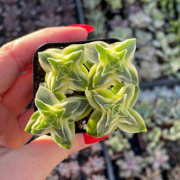 2 in Variegated String of buttons