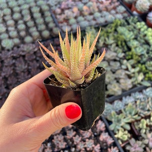 Rare Variegated Zebra Plant