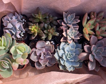 Make your own 2" Succulent Variety Pack