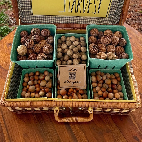 Nut Sampler | Small & Large l Hazelnuts | Wild Black Walnuts | Wild Hickories | New Jersey | Harvested 2023 | No Pesticides | Gift Basket