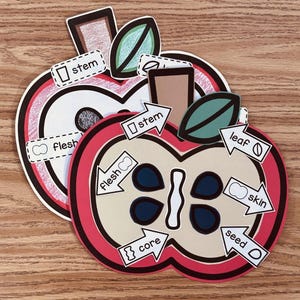 Apfel Lebenszyklus Handwerk, Bulletin Board für Herbst, STEM Projekt (Digitaler Download)