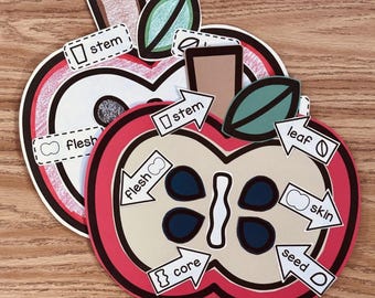 May include: Two paper apple cutouts with labeled parts. One apple is whole, the other is cut in half, revealing the core, seeds, and flesh. Labels include "stem," "flesh," "leaf," "skin," "seed," and "core."