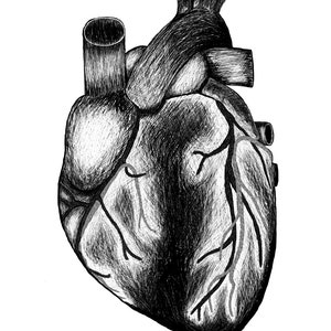 Hand Drawn Anatomical Heart
