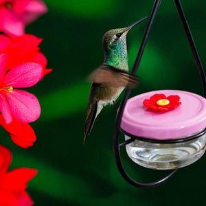 Teardrop Glass Hummingbird Feeder: Floral Accents, Gift for Bird Lover