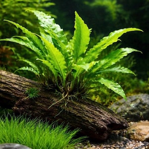 May include: A vibrant green aquatic plant with long, textured leaves, rooted on a piece of driftwood. The plant is surrounded by lush greenery and small rocks, creating a natural underwater scene.