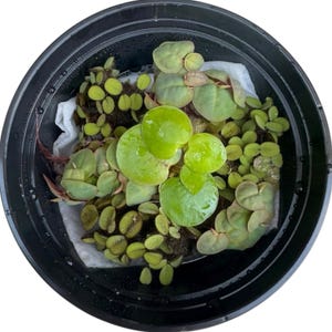Live Floating Aquarium Plants Bundle: Red Root Floater, Frogbit, Salvinia