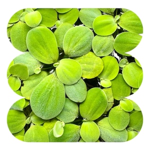 Buy 2  Get 1 Free – 4 Pack Dwarf Water Lettuce Bundle, Live Floating Aquarium and Pond Plants