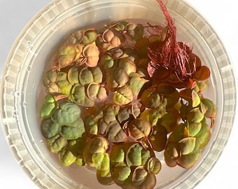 Red Root Floaters – Live Floating Aquarium Plants, Easy Care