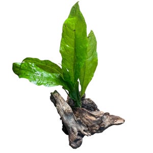 May include: A set of three ceramic mugs with a speckled, matte finish. The mugs are in shades of cream, light gray, and dark gray. Each mug has a simple, minimalist design, perfect for coffee or tea.