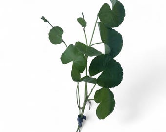 BOGO Hydrocotyle Pennywort – Live Aquarium Plant – 3 Six-Inch Stems