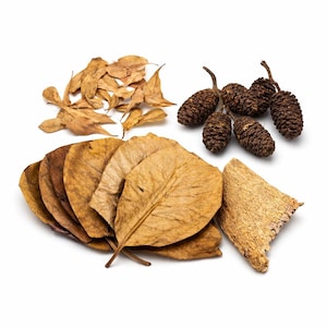 May include: A collection of dried natural elements, including brown leaves, small pine cones, and a piece of bark, arranged on a white background. The leaves vary in size and shape, with a range of brown and tan hues.