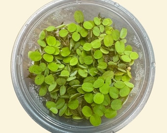 4 Salvinia Minima, Water Spangles, Aquarium Floating Plants, Live Aquarium Plant