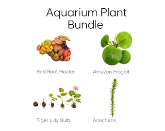 Aquarium Plant Bundle | Red Root Floater, Frogbit, Tiger Lotus Bulb & Anacharis | Live Freshwater Plants for Betta and Shrimp Tanks
