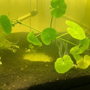 Hydrocotyle Pennywort – 3 Six-Inch Stems – Live Aquarium Plant
