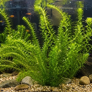 Anacharis Live Aquarium Plant – Fast Growing, Beginner Friendly Oxygenating Elodea Waterweed