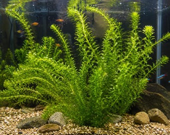 Anacharis Live Aquarium Plant – Fast Growing, Beginner Friendly Oxygenating Elodea Waterweed
