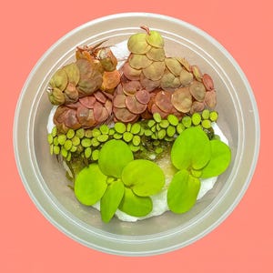 Aquarium Floating Plant Variety Pack – Red Root, Frogbit, Salvinia