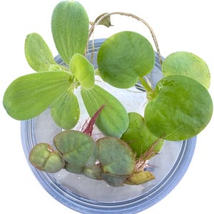 May include: A top-down view of a small aquatic plant in a clear plastic container. The plant has bright green, rounded leaves and long, reddish roots. A thin, brown string is attached to the container.