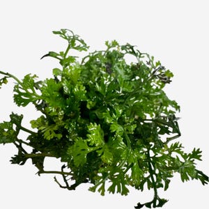 May include: A close-up of a vibrant green aquatic plant with delicate, fern-like leaves. The plant has a lush, full appearance, with multiple stems and a dense cluster of foliage. The leaves have a slightly glossy texture, suggesting they are fresh and healthy.