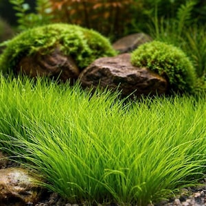 May include: Close-up of a vibrant aquatic scene featuring bright green grass-like plants. Brown rocks are partially covered with green moss. The background includes more greenery and reddish-brown plants, creating a natural, textured environment.