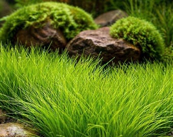 Dwarf Hair Grass Live Aquarium Plant – Carpeting Foreground Plant, Betta Shrimp Safe