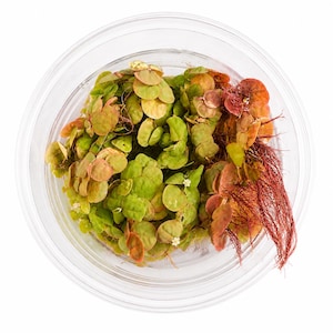 May include: A clear circular container holding a cluster of aquatic plants with small, rounded green and reddish-orange leaves. The plant features a dense arrangement of foliage and a prominent section of fine, dark red root structures extending outward.