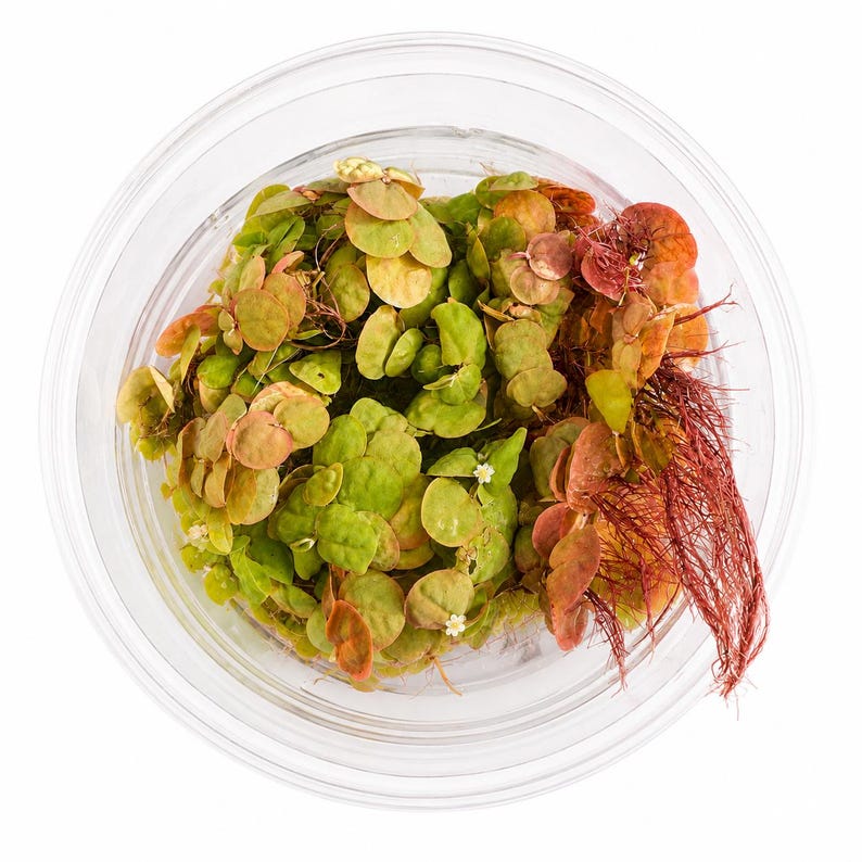May include: A clear circular container holding a cluster of aquatic plants with small, rounded green and reddish-orange leaves. The plant features a dense arrangement of foliage and a prominent section of fine, dark red root structures extending outward.