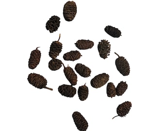 BOGO Alder Cones for Aquariums | Blackwater Botanical for Shrimp & Aquatic Tanks