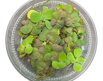 Floating Aquarium Plant Mix: Water Lettuce, Red Root, Duckweed