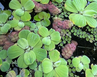 May include: A collection of floating aquatic plants featuring rosettes of thick, light green, velvety leaves alongside smaller, round, reddish-purple clusters of floating vegetation covering the surface of dark, still water.