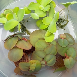 Buy 2 Get 1 Free Combo Deal - 3 Water Lettuce & 3 Red Root Floater Starter Plants - Aquatic Floating Plants, Live Aquascaping Aquarium Plant
